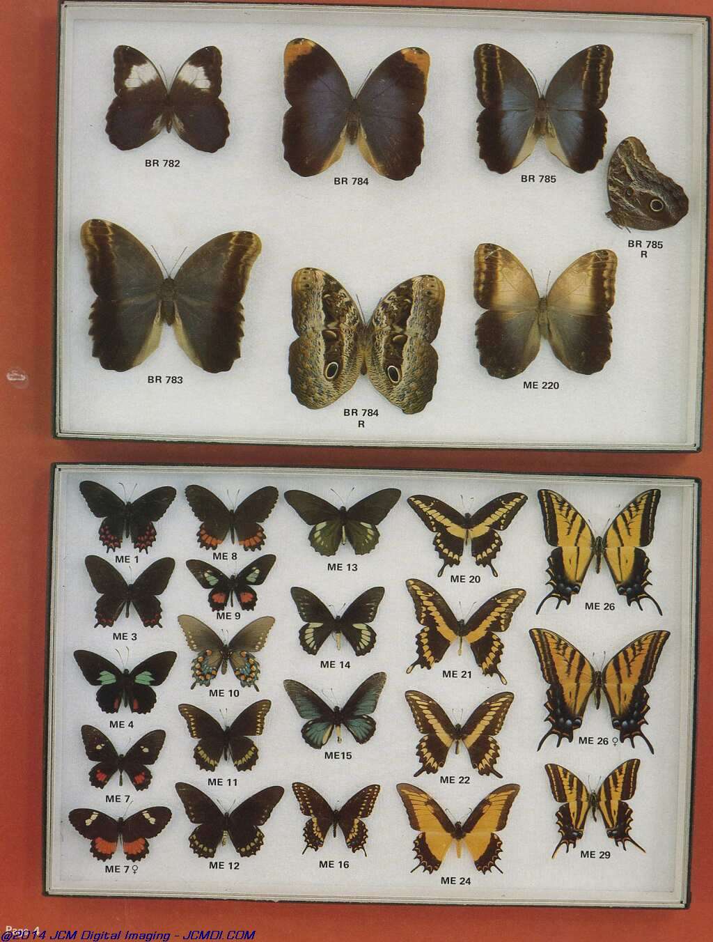 The Butterfly Company (NY) 20 page catalog 1978